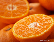小粒選別　有田みかん3kg【25年11月〜26年1月にお届け】
