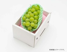 【山形県】 シャインマスカット　秀品1房　約700g　化粧箱入り【2025年9月〜11月にお届け】